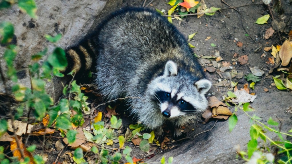 View from above of a raccoon in a rocky area with leaves. The raccoon looks up at the camera, looking mischievous