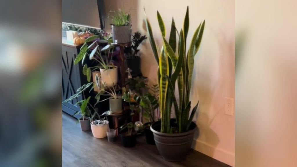 A cluster of potted plants in someone's home.