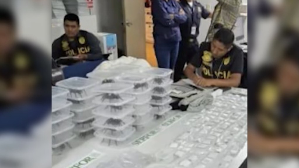 Two police officers sit at a table. Two others stand nearby. On the table are hundreds of tarantulas, centipedes, and ants stored in containers.