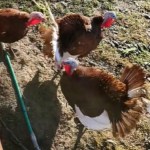 Top-down view of three turkeys gathered together outside