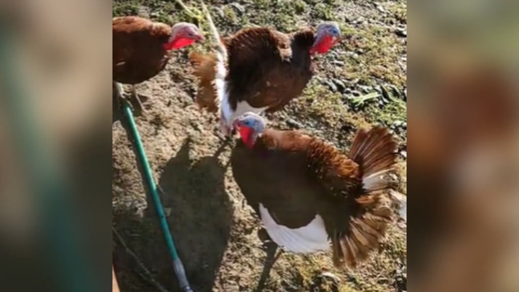 Top-down view of three turkeys gathered together outside