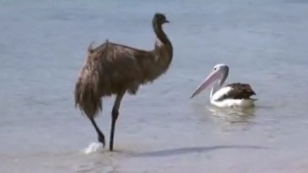 An emu and a pelican hanging out in the water together.