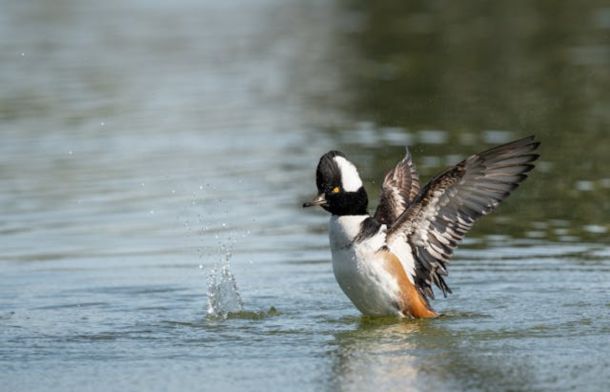 A Little Dance Will Do! Hooded Mergansers Perform Perfectly Adorable Courtship Ritual