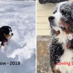 Left image shows a Bernese mountain dog puppy enjoying its first snow. Right image shows the same dog, grown, sitting in a snowstorm and loving life.