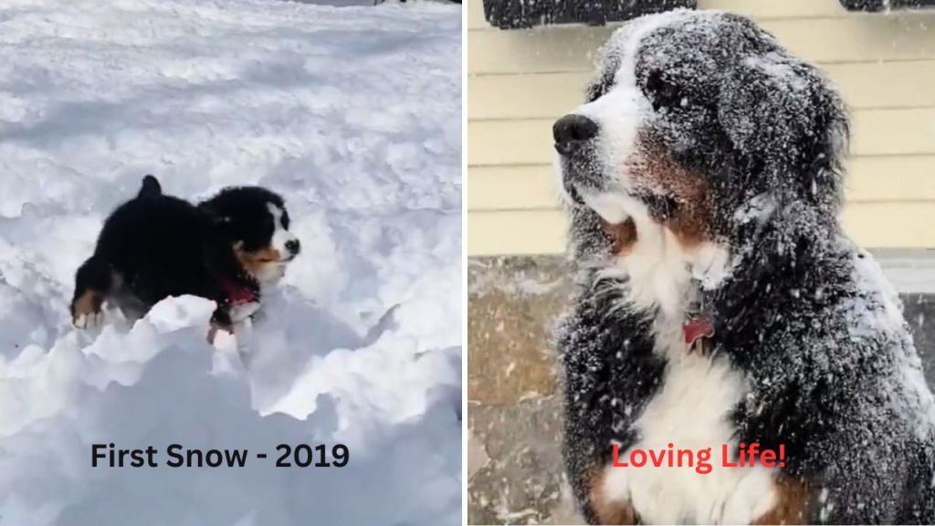 Left image shows a Bernese mountain dog puppy enjoying its first snow. Right image shows the same dog, grown, sitting in a snowstorm and loving life.