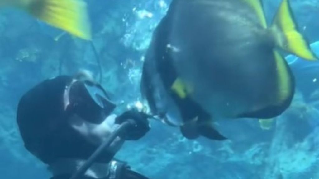 Image shows Bubbles the fish demanding "bubbles" from an aquarium diver.