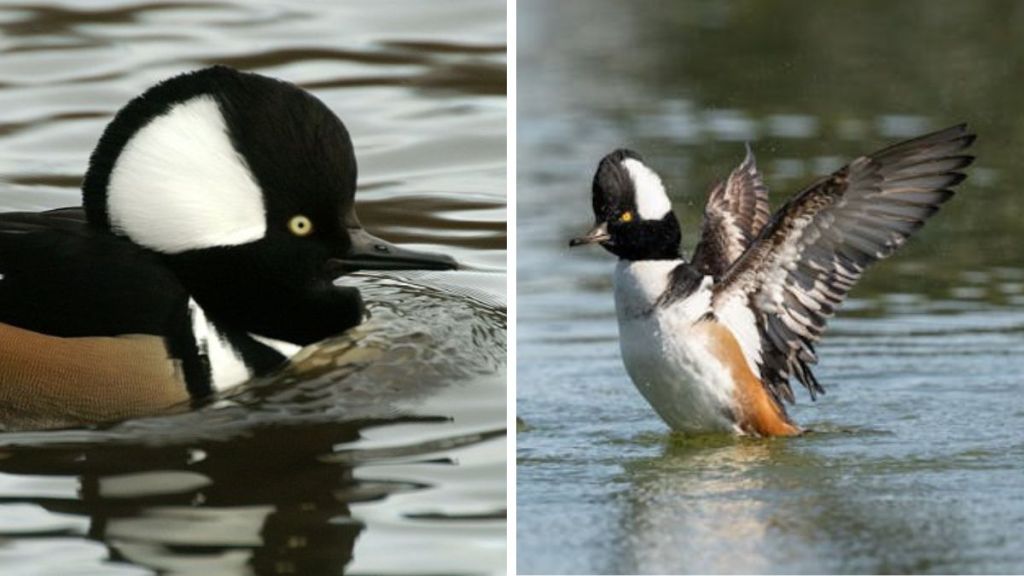 Left image shows a hooded merganser swimming with his crest expanded. Right image shows a hooded merganser performing a courtship dance.