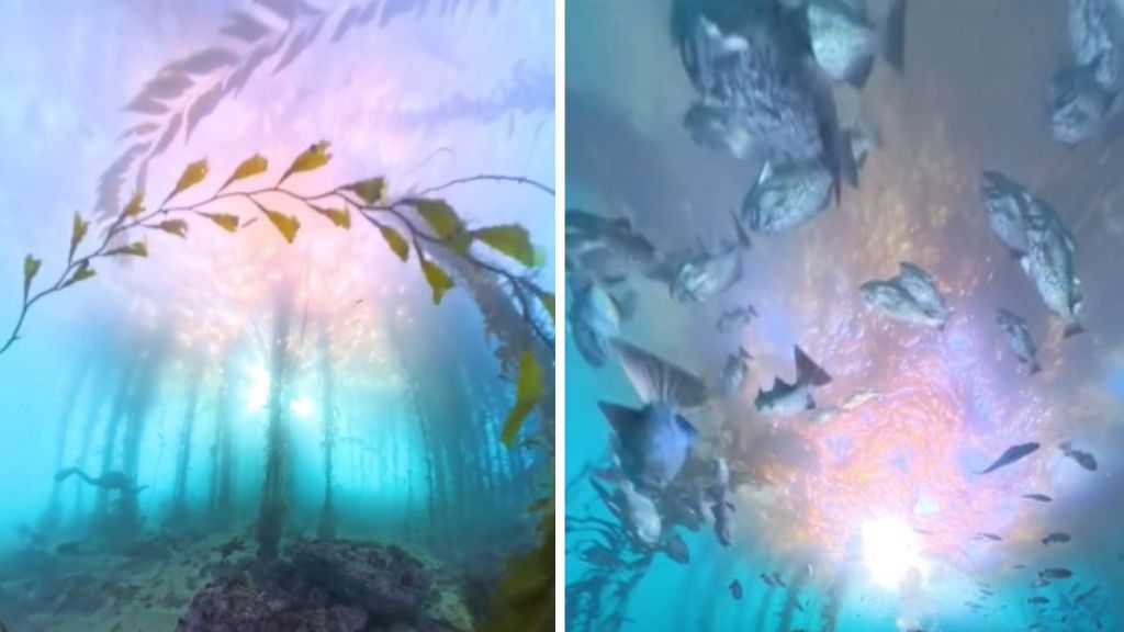 Left image shows a kelp forest encountered off the coast of Monterey, California during a scuba dive. Right image shows a scool of rockfish swimming through the vegetation.