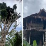 Images show the elaborate treetop homes of the Korowai tribe.