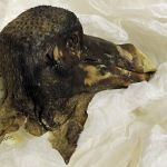 Stock image of the Oxford Dodo, a fossilized mummy of a dodo bird head.