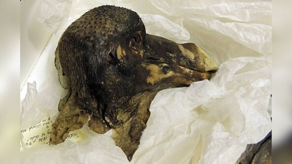 Stock image of the Oxford Dodo, a fossilized mummy of a dodo bird head.