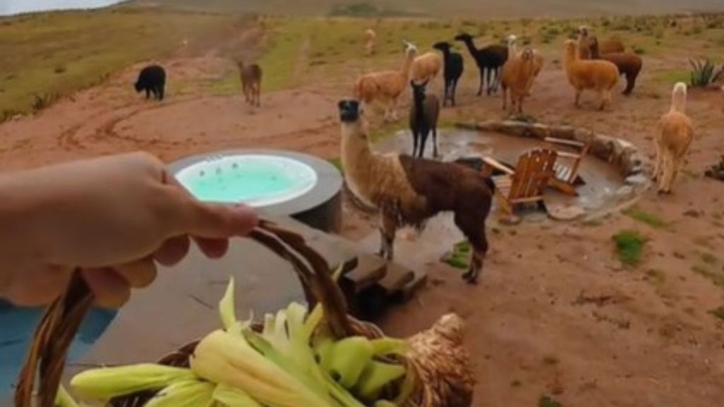 Image shows a herd of llamas looking for handouts outside a Peru cabin.