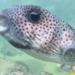 Image shows the side view of a pufferfish eating a clam.