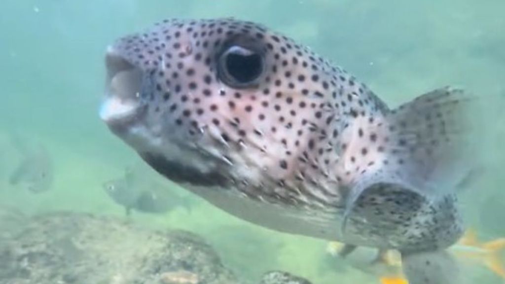 Image shows the side view of a pufferfish eating a clam.