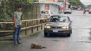 Sloth traffic jams are a common occurrence in Costa Rica.