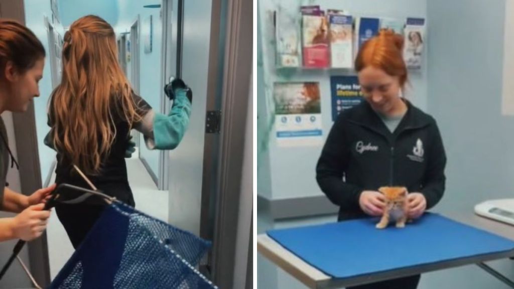 Left image shows vet hospital technicians with special equipment used with vicious animals. Right image shows a tiny orange tabby cat calmly held by another tech.