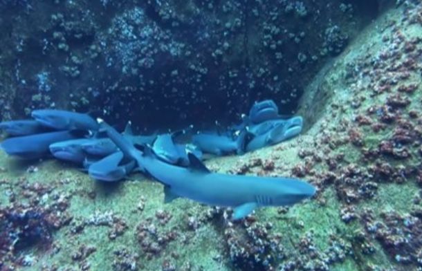 “POV: You Stumbled Upon A Shark Cuddle Puddle”