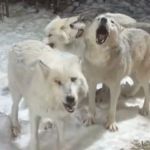 Image shows members of a wolf pack howling outside a wolf cabin at Parc Omega in Quebec, Canada.