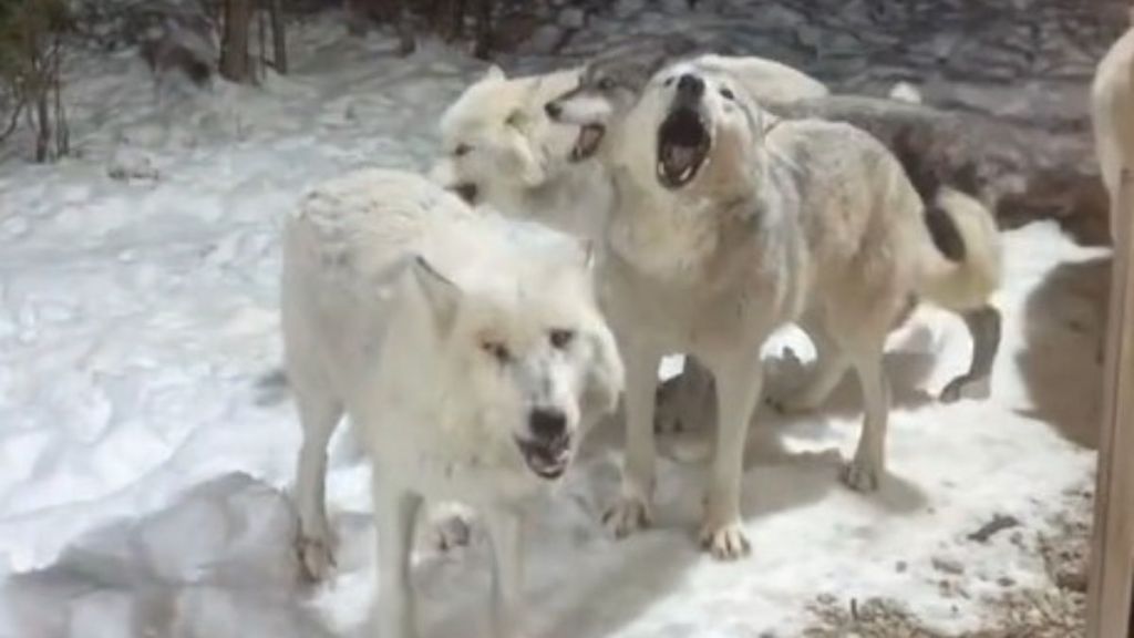 Image shows members of a wolf pack howling outside a wolf cabin at Parc Omega in Quebec, Canada.