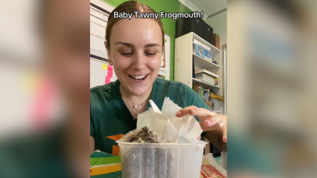 A woman smiling at a box with a baby bird in it.