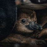 A close-up of a baby penguin's face.