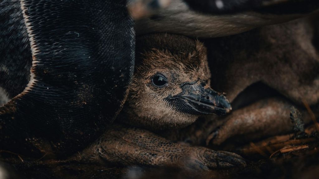 A close-up of a baby penguin's face.