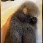 A baby sea otter lying on their back.