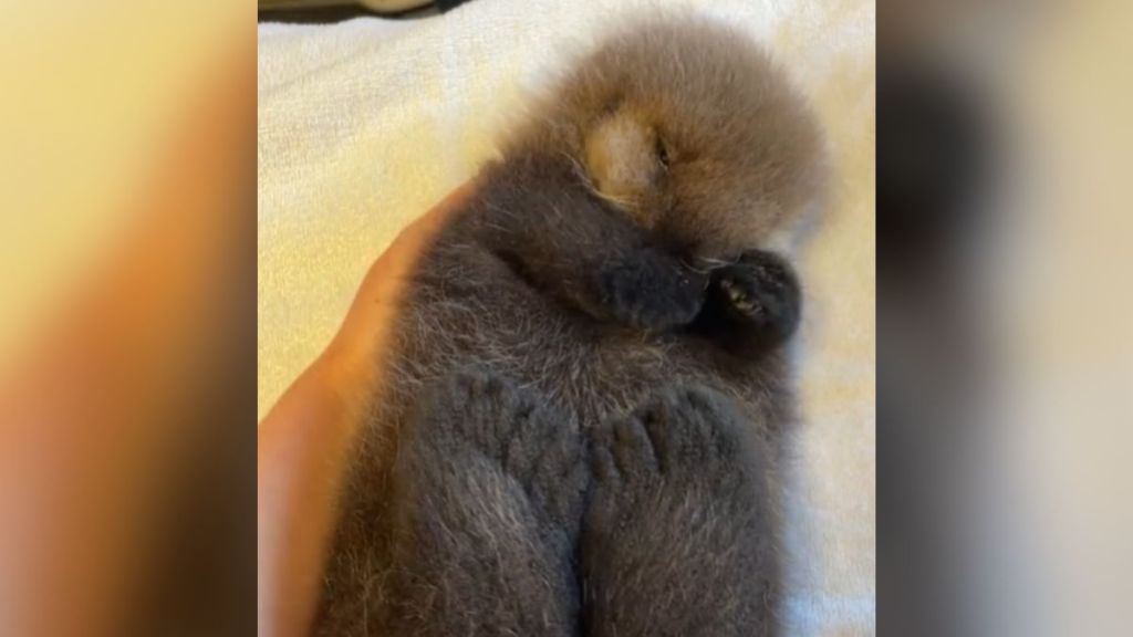 A baby sea otter lying on their back.