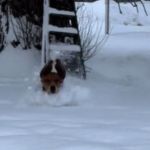 A basset hound playing in the snow.