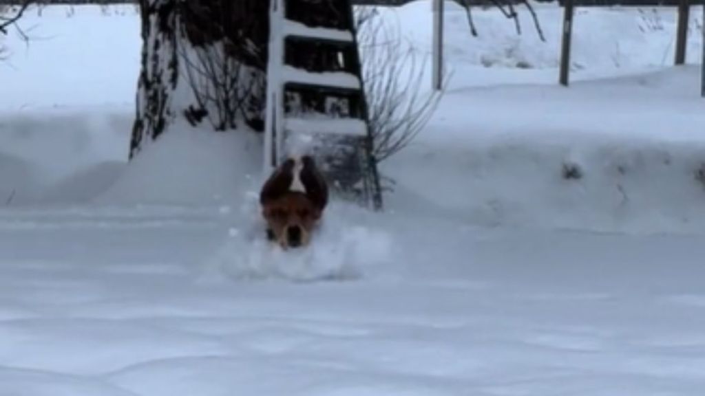 A basset hound playing in the snow.