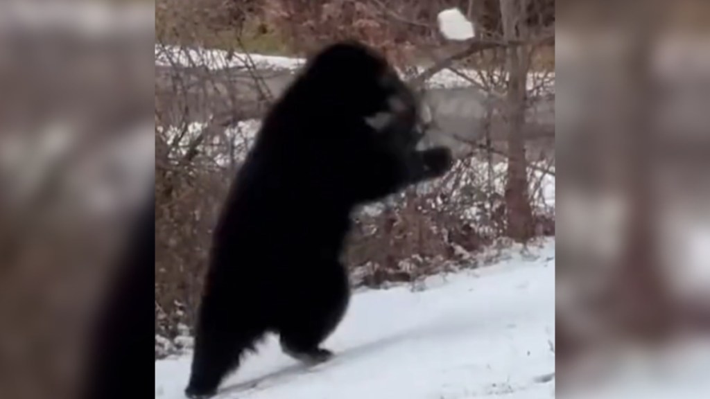 Close up of a black bear standing as it reaches for a snowball that's he's playing with in the air