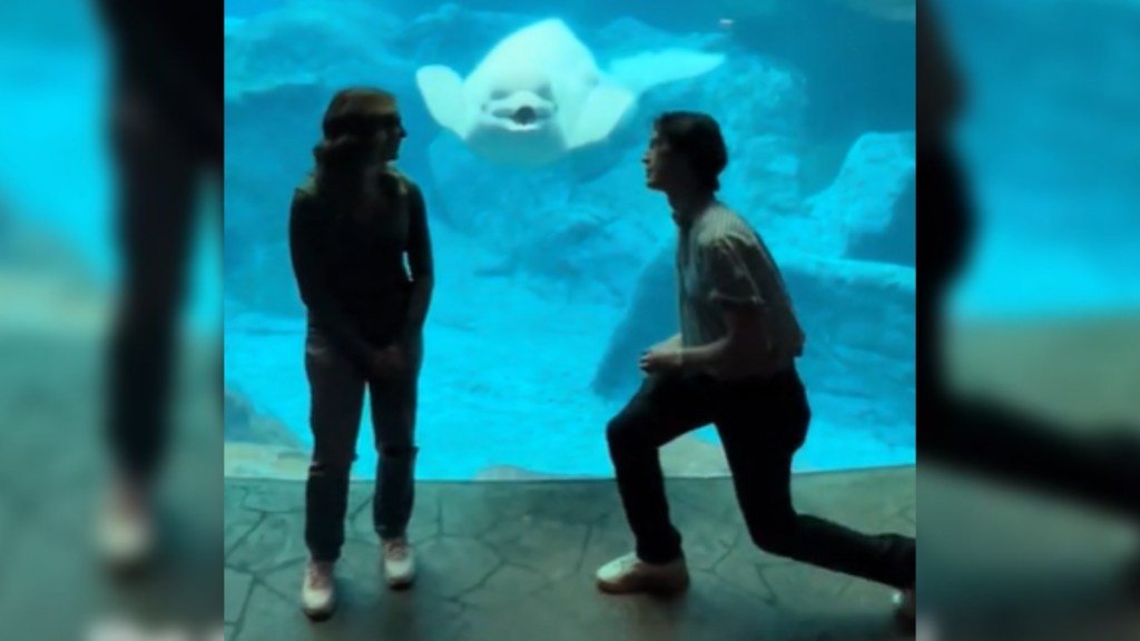 A woman stands as the man across from her starts to get down on one knee. They are in an aquarium, standing in front of a beluga who curiously watches them