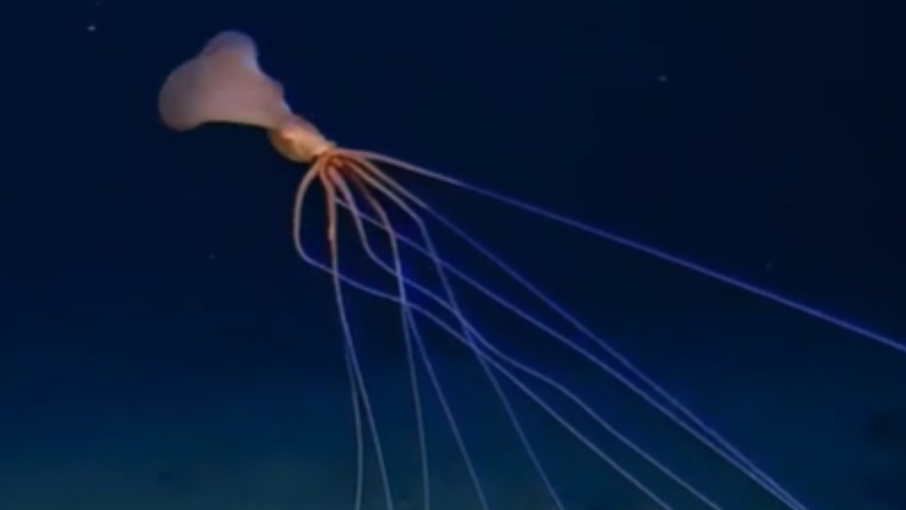 Close up of a bigfin squid. It has a relatively small body compared to it's many long tentacles that extend past this image