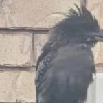 Close up of an all black bird resting on something outside, looking away in the distance.