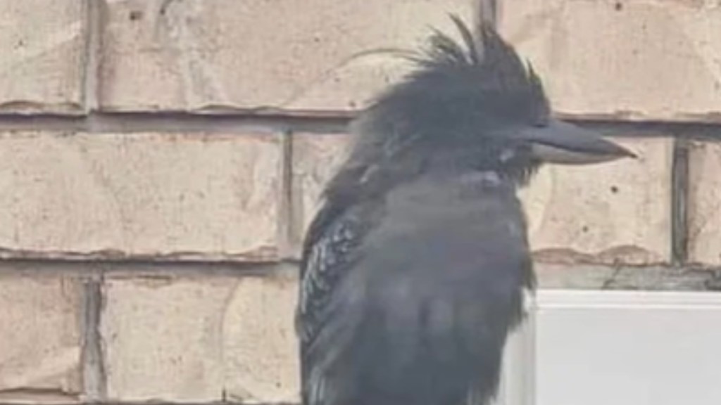 Close up of an all black bird resting on something outside, looking away in the distance.