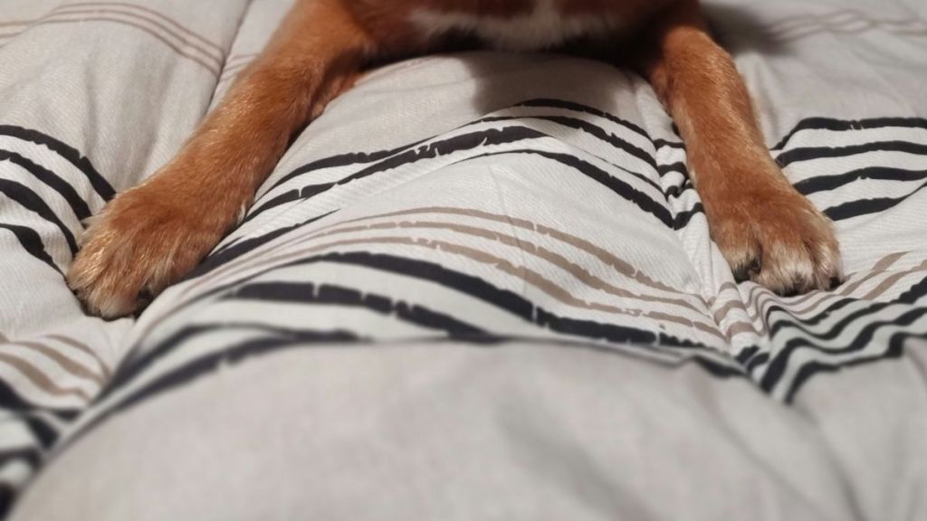 A close-up of a brown dog's front paws.