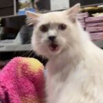 A cat meowing while sitting in a shopping cart at the store.