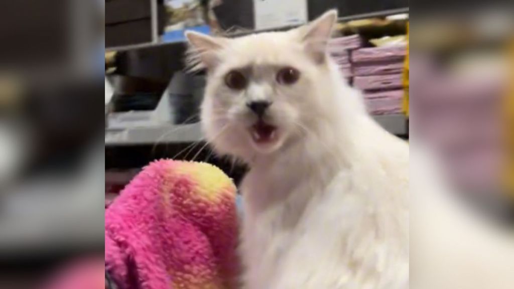 A cat meowing while sitting in a shopping cart at the store.