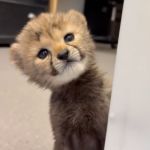 A tiny cheetah cub looking into the camera curiously.