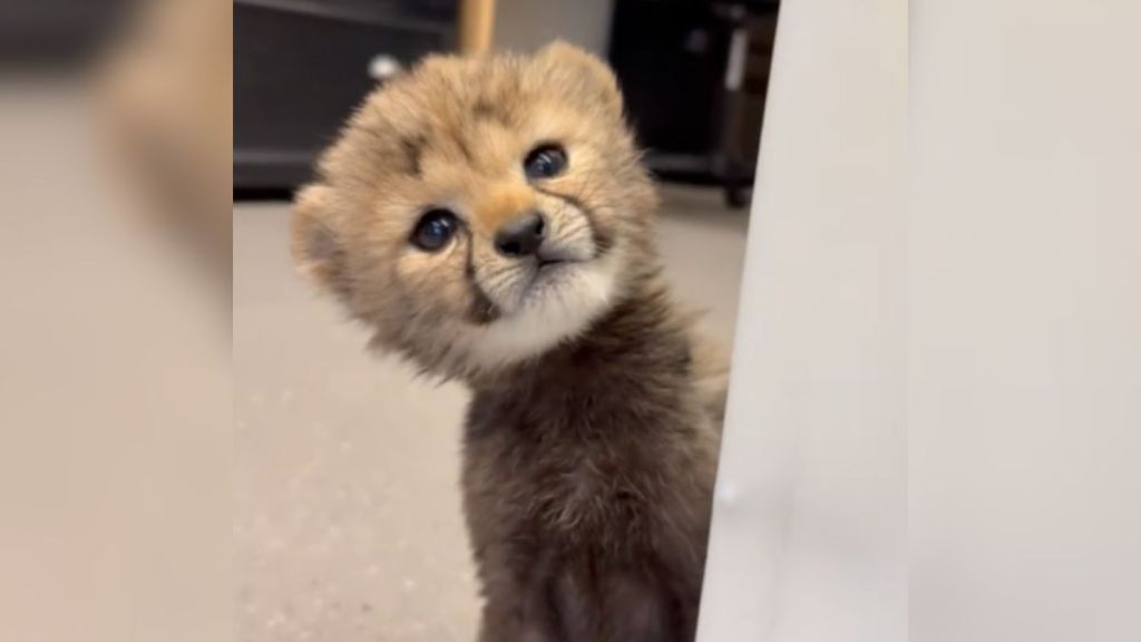 A tiny cheetah cub looking into the camera curiously.