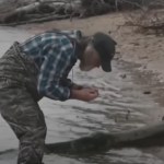 Side-view of a man as he stands in a shallow area of the Chesapeake Bay. He's bending over, looking closely at something in his hands