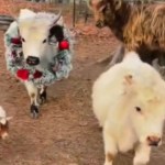 Three cows walk together in the general direction of the camera while one stands back. One of the fluffy walking cows wears a Christmas wreath around their neck