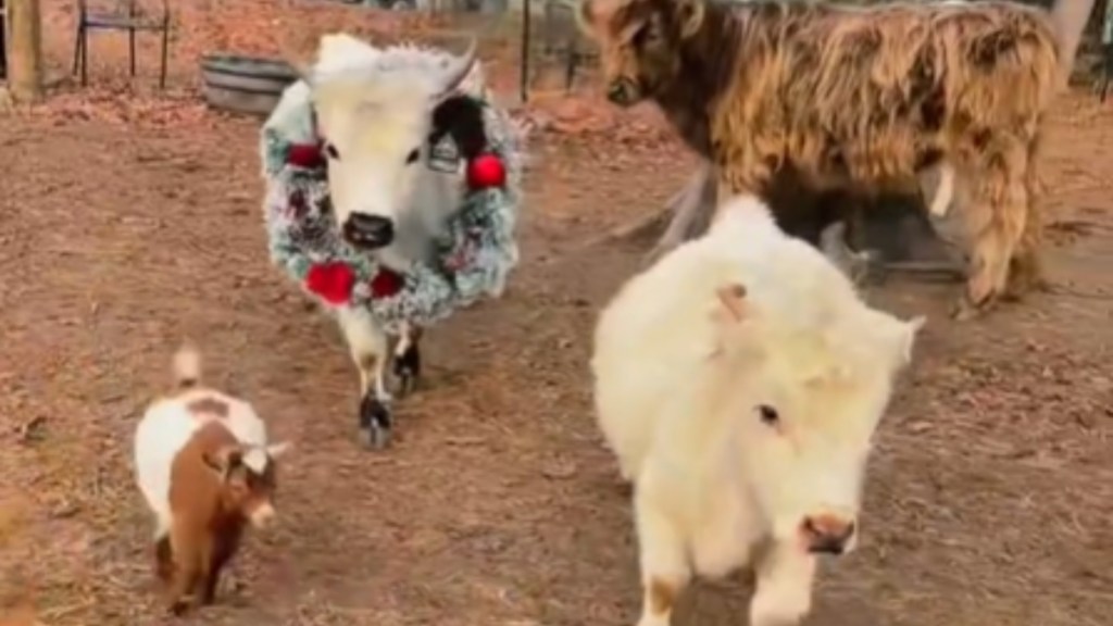 Three cows walk together in the general direction of the camera while one stands back. One of the fluffy walking cows wears a Christmas wreath around their neck