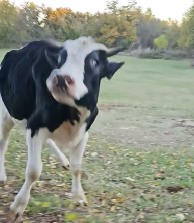 “When Your Puppy Cow Doesn’t Realize His Size When He Plays”