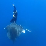 Top-down view of a diver swimming toward the surface as a stingray follows closely beside them