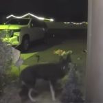 Doorbell camera footage of a dog outside the house.