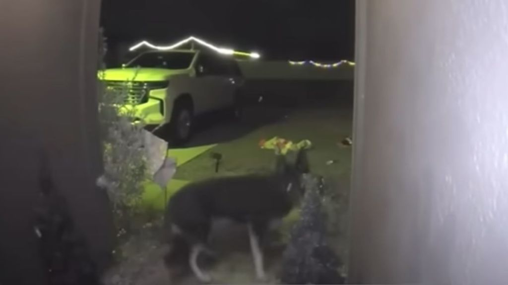 Doorbell camera footage of a dog outside the house.