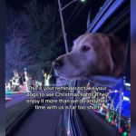 A dog sticking their head out the car window to look at Christmas lights.