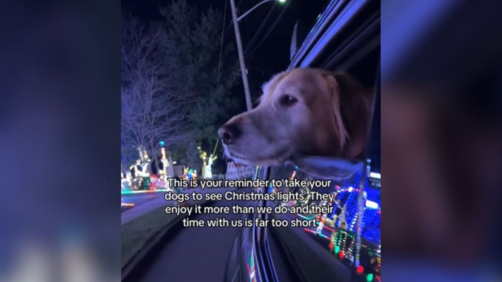 A dog sticking their head out the car window to look at Christmas lights.