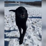 A happy-looking black dog outside in the snow.